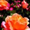  Rose Flower Extract